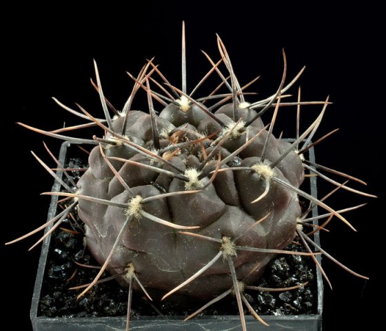 Gymnocalycium_striglianum